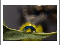 11-JFK-Goutte fleur
